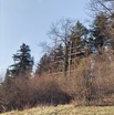 IMG_9631.jpeg
